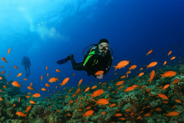 PADI Fish Identification Course